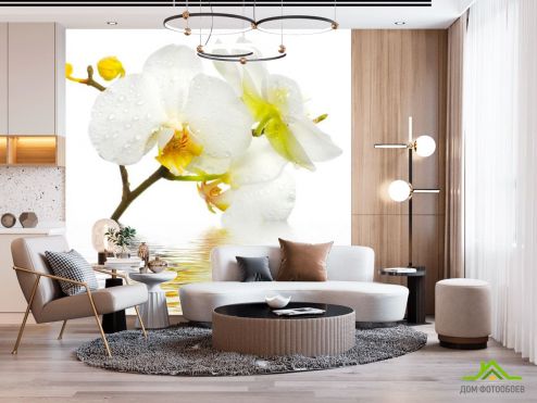 выбрать Фотообои Белоснежная орхидея в воде Фотообои, цвет: «квадратная» на стену