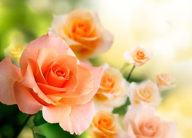 Фотошпалери Кремові трояндочки