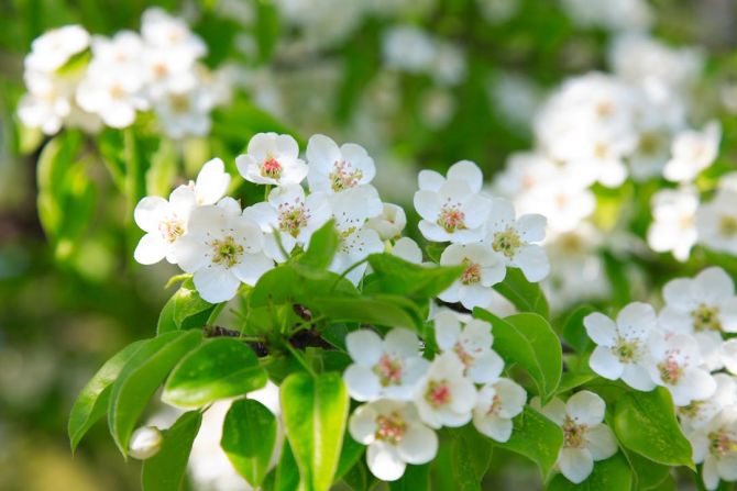 Фотошпалери білі весняні квіточки
