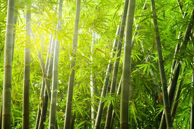 Фотошпалери бамбуковий ліс
