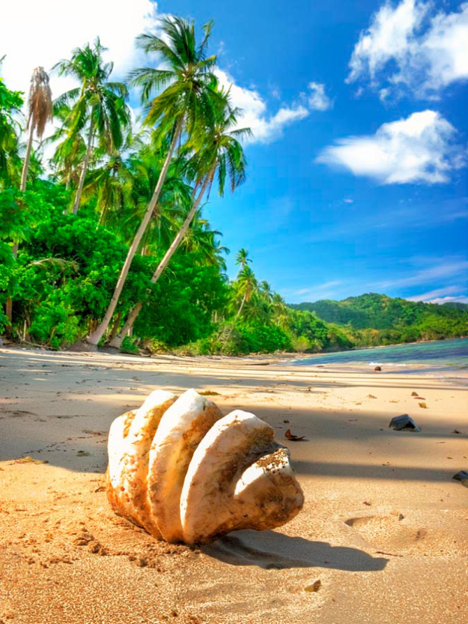 Фотошпалери Черепашка макро-зйомка