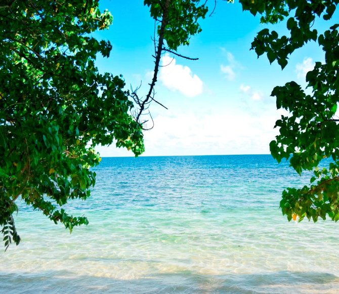 Фотошпалери Листя і небо