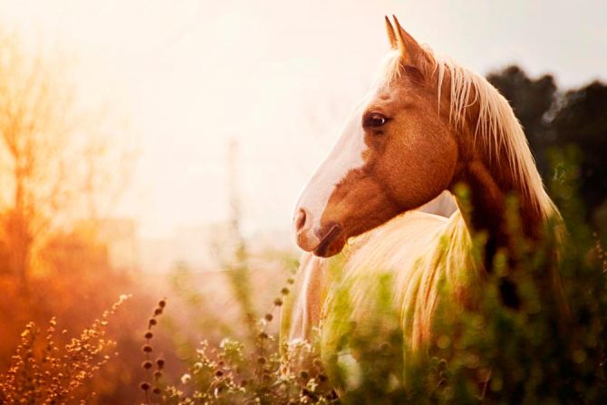 Фотошпалери Кінь серед трав