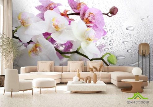 выбрать Фотообои орхидеи на фоне с каплями Фотообои Цветы на стену