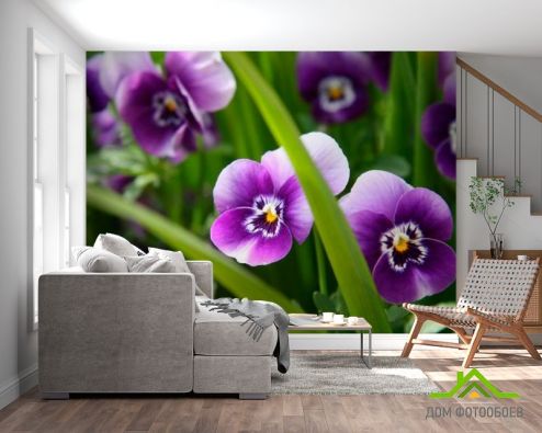 выбрать Фотообои Фиолетовые анютины глазки Фотообои Цветы на стену