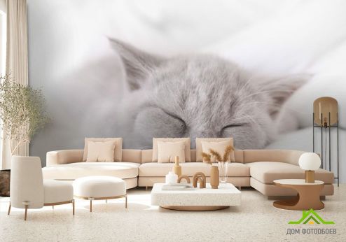 выбрать Фотообои серый котёнок спит Фотообои Фотообои Животные: горизонталная, горизонтальная ориентация на стену