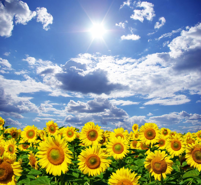Фотообои подсолнухи, небо и солнце