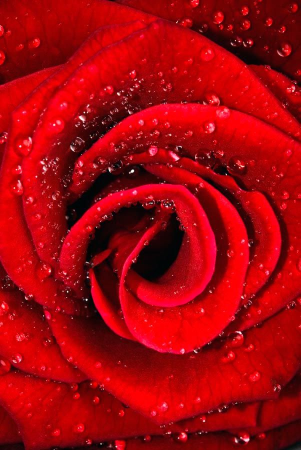 Фотошпалери Роза червона в росі