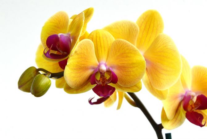 Фотошпалери жовті орхідеї на білому тлі