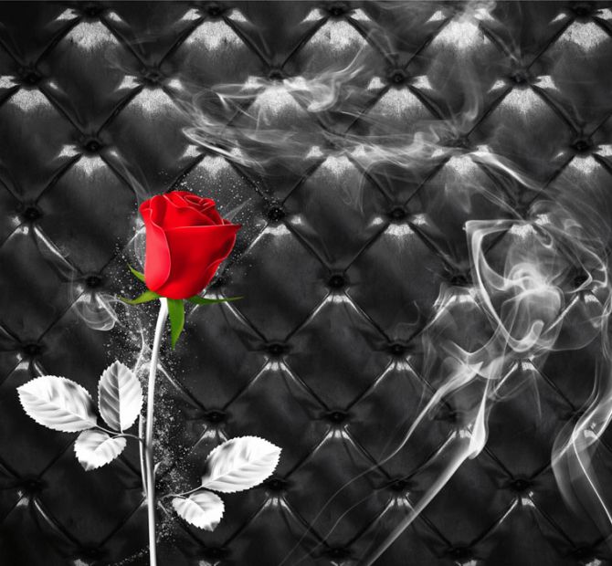 Фотообои Красная роза на фоне