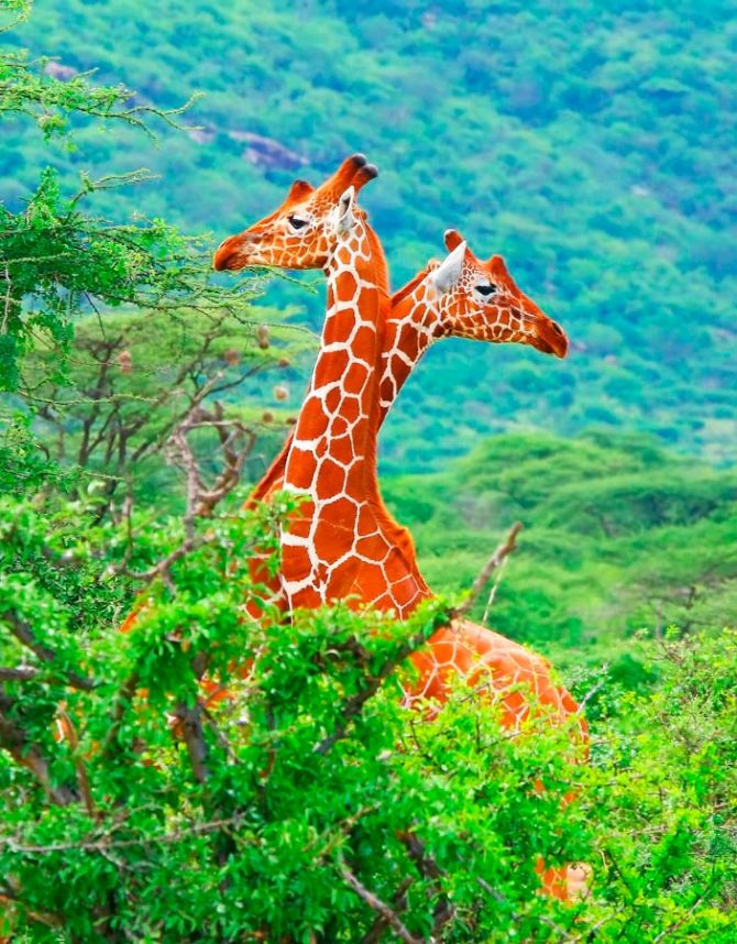 Фотошпалери Жирафи серед дерев