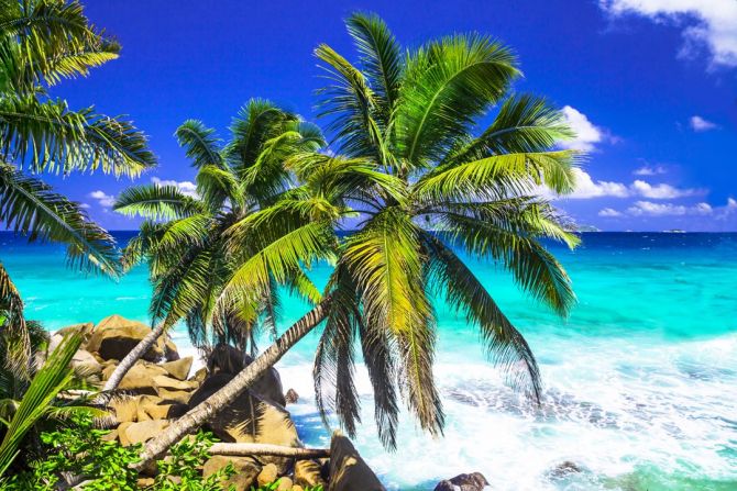 Фотошпалери дві пальми над блакитним морем
