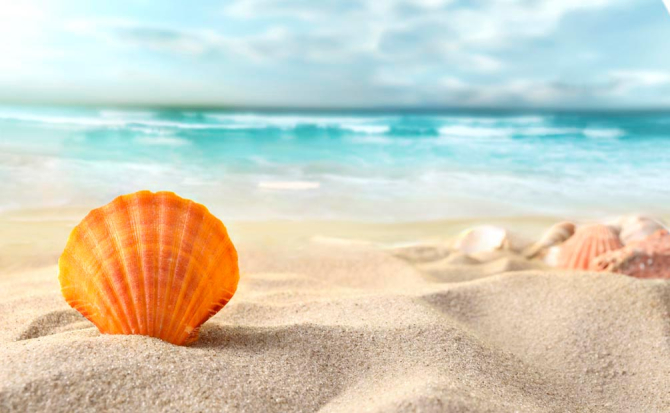 Фотообои Ракушка в песке