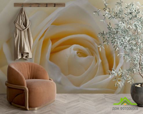 выбрать Фотообои Бледно-бежевая роза Фотообои, цвет: «фото» на стену