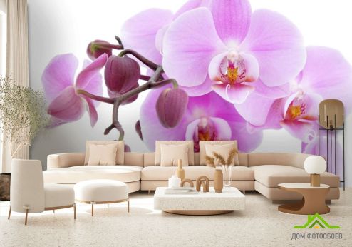 выбрать Фотообои сиреневая орхидея Фотообои Орхидеи на стену