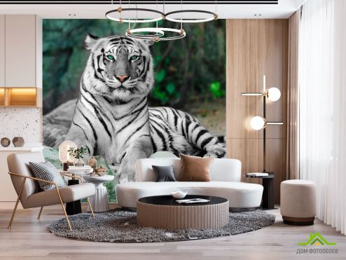 выбрать Фотообои Зеленоглазый тигр Фотообои Фотообои Животные: фото, квадратная  на стену