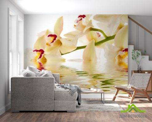 выбрать Фотообои Кремовые орхидеи в воде Фотообои Фотообои Орхидеи: фото  на стену