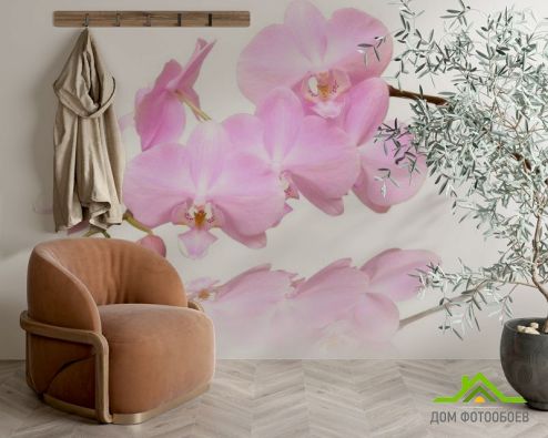 выбрать Фотошпалери Рожево-білі орхідеї Рожеві фотошпалери на стіну