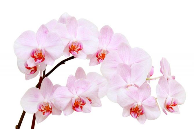 Фотошпалери Білосніжні квіти орхідеї