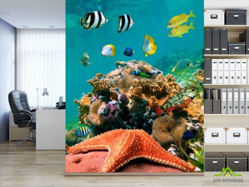 выбрать Фотообои Морская звезда на рифе Фотообои Рыбы и море на стену
