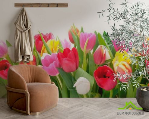 выбрать Фотошпалери Тюльпани Фотошпалери Фотошпалери Квіти: різнобарвний на стіну