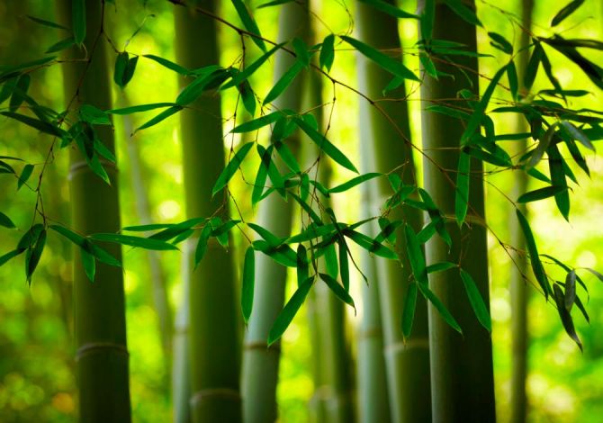 Фотошпалери Бамбук та листочки