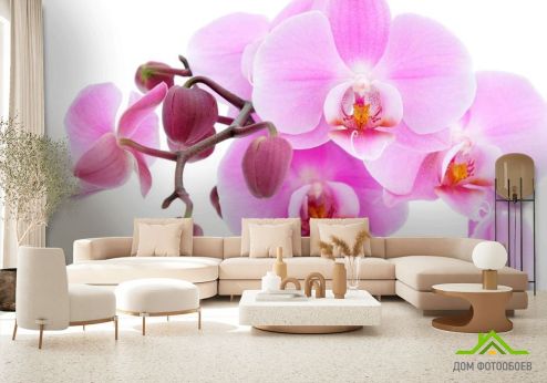 выбрать Фотообои Орхидеи на белом Фотообои Фотообои Цветы: фото  на стену