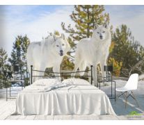 Фотообои два белых волка на снегу