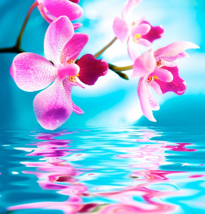 Фотошпалери Орхідеї над річкою