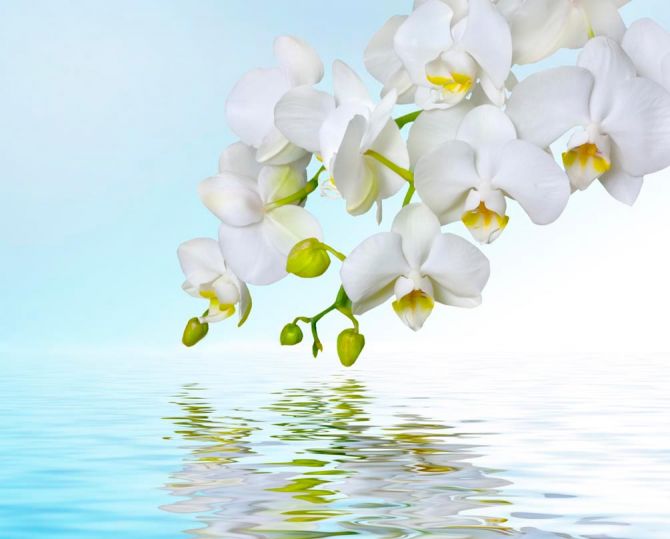 Фотошпалери Білі орхідеї