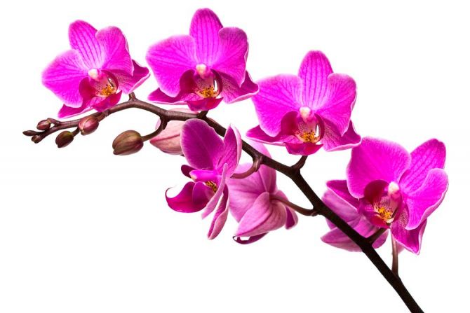 Фотообои Ветка малиновых орхидей
