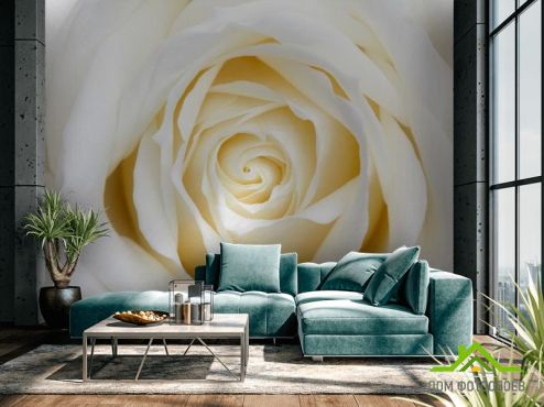 выбрать Фотообои Бежево-белая розочка Фотообои Цветы на стену
