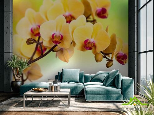 выбрать Фотообои Желтая орхидея Фотообои Фотообои Цветы: желтый на стену