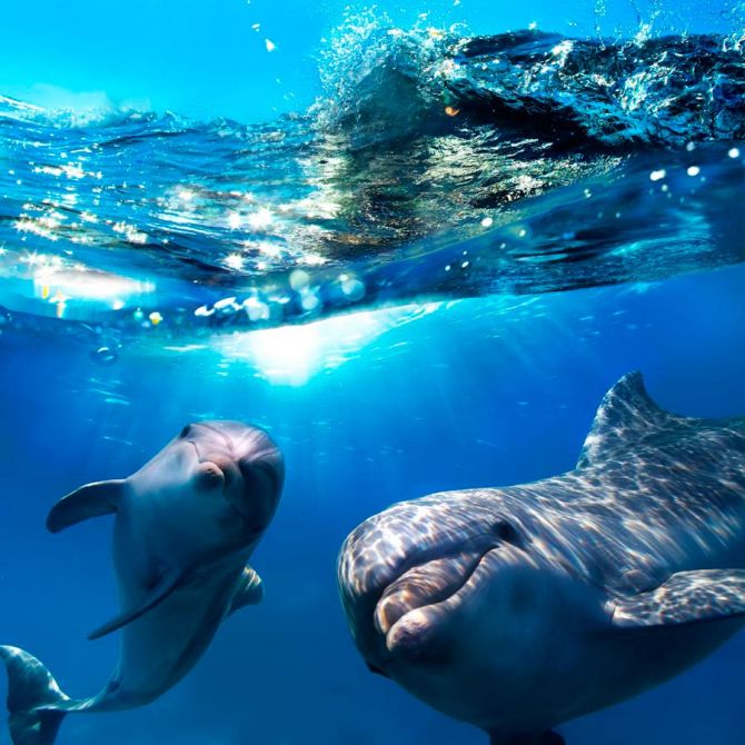 Фотошпалери Веселі дельфіни
