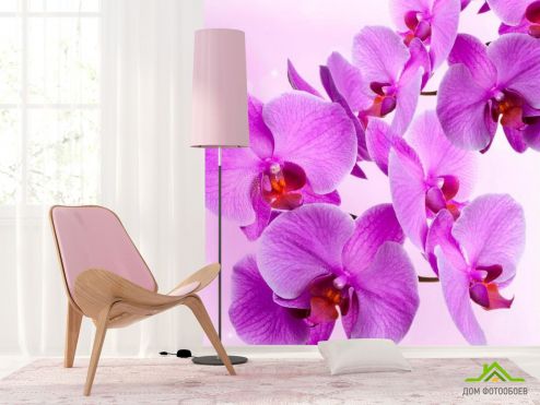 выбрать Фотошпалери Гілочка бузкових орхідей Фотошпалери Фотошпалери Квіти: квадратна, фіолетовий орієнтація на стіну