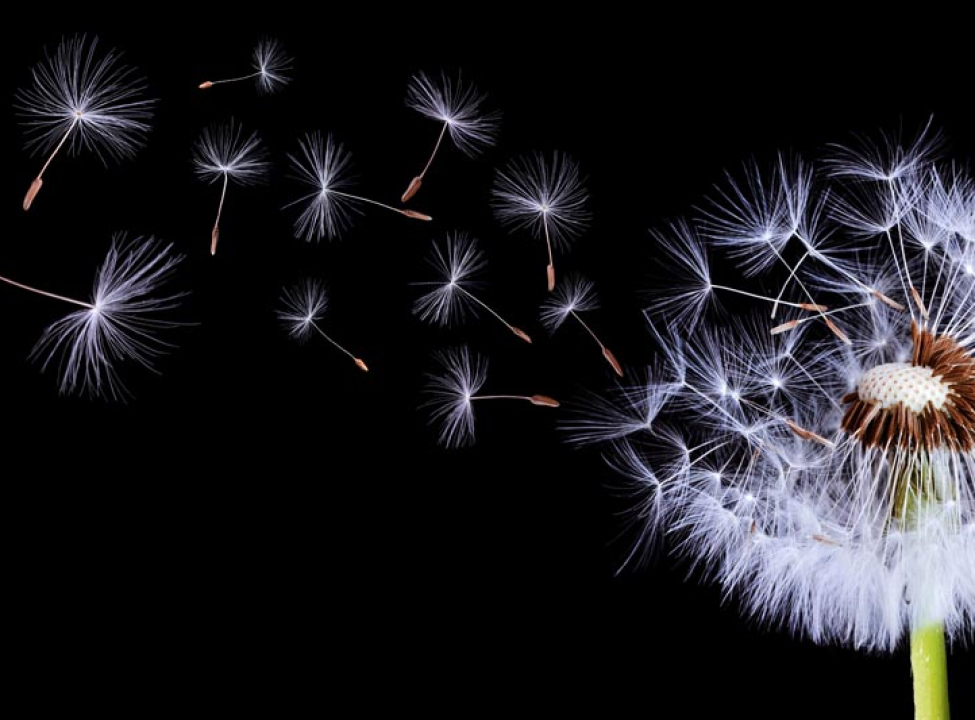 выбрать Фотошпалери вітер дме на кульбабу Каталог фотошпалер на стіну