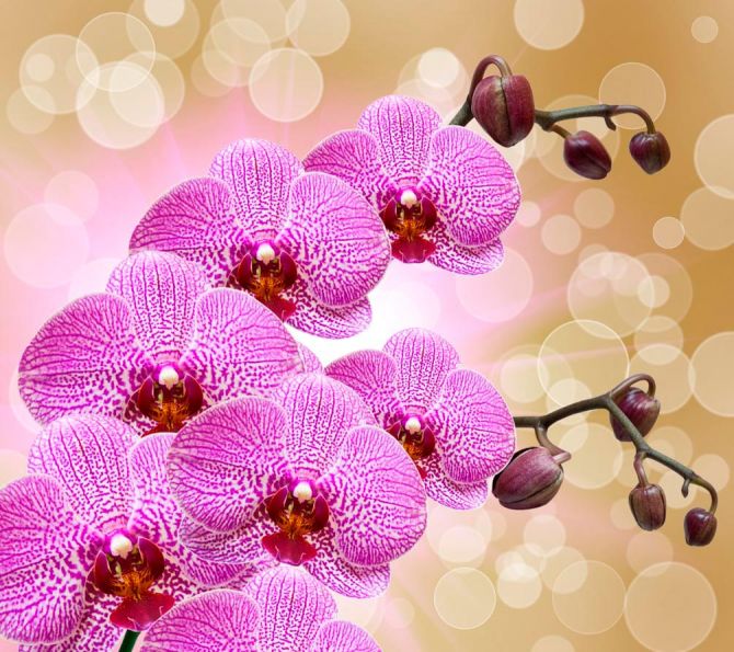 Фотошпалери Фотошпалери Яскраво-рожеві орхідеї