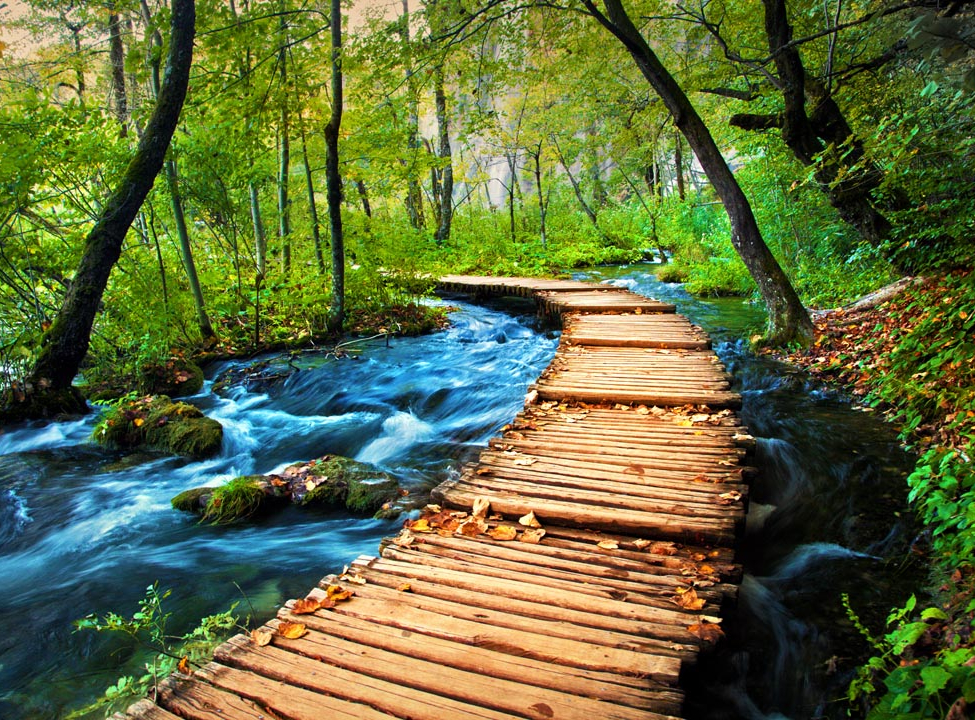 выбрать Фотошпалери дерев'яний місток у лісі Каталог фотошпалер на стіну