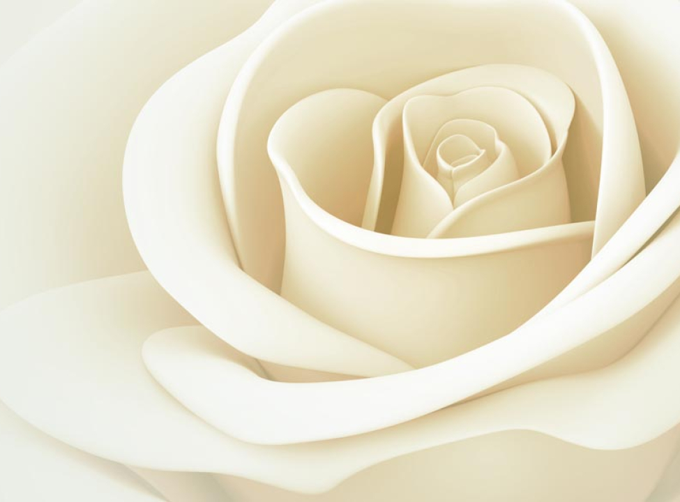 выбрать Фотообои белая роза Каталог фотообоев на стену