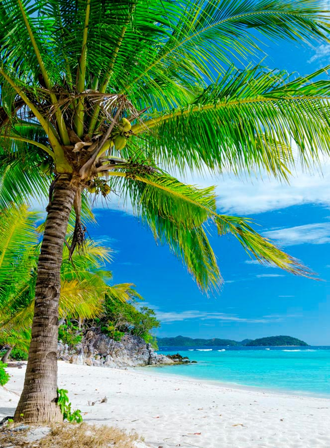 Фотошпалери Пальма