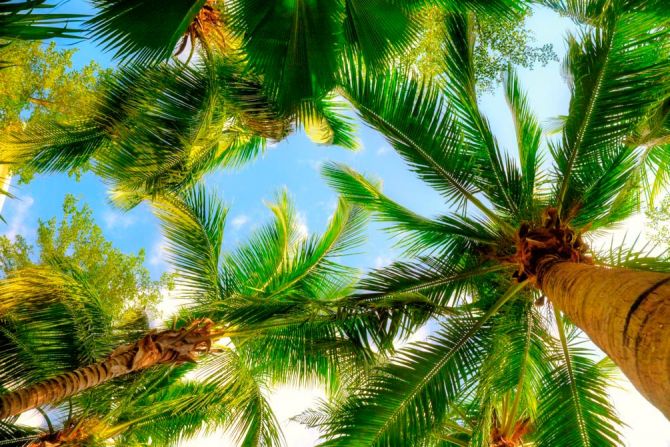 Фотообои Высокие пальмы