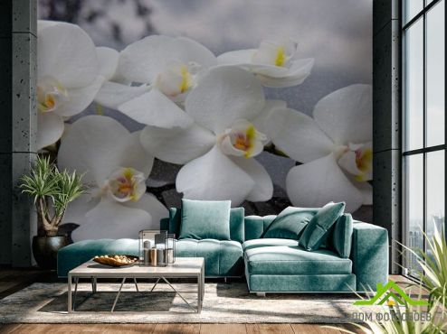 выбрать Фотообои белые орхидеи на черных камнях Фотообои Фотообои Цветы: горизонталная, горизонтальная ориентация на стену