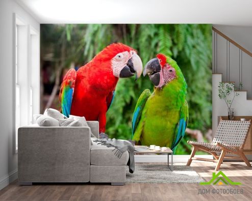 выбрать Фотообои Общение попугаев Фотообои Птицы  на стену