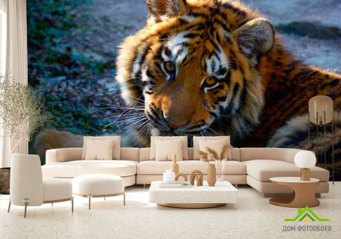 выбрать Фотообои Тигриный взгляд Фотообои Фотообои Животные: горизонталная, горизонтальная ориентация на стену