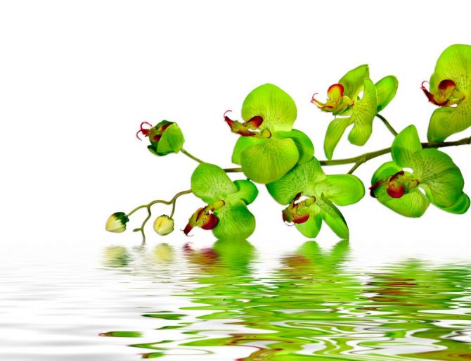 Фотошпалери Зелені орхідеї