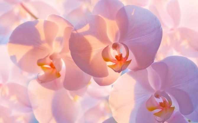 Фотошпалери Блідо-кремові орхідеї
