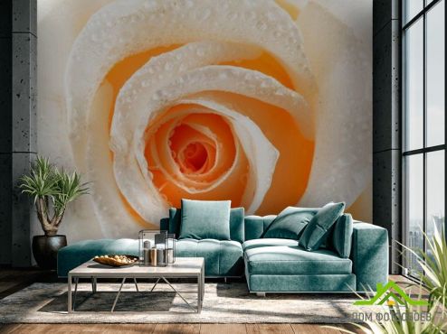 выбрать Фотообои Роза кремовая макро-съемка Фотообои Цветы на стену