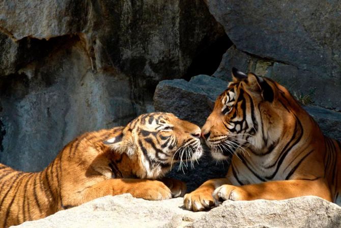 Фотообои Нежность тигров