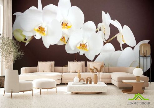 выбрать Фотообои белая орхидея Фотообои, цвет: «горизонталная, горизонтальная» на стену