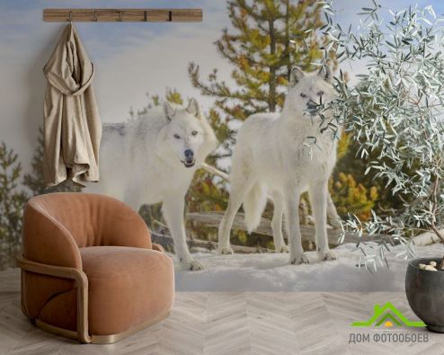 выбрать Фотошпалери два білих вовка на снігу Фотошпалери Тварини на стіну